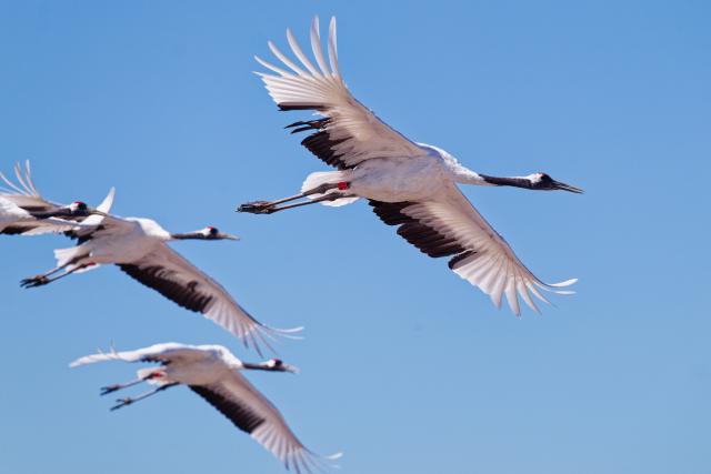 (260813) -- QIQIHAR, Aug. 13, 2026 (Xinhua) -- Red-crowned cranes fly at Zhalong National Nature Reserve in Qiqihar, northeast China's Heilongjiang Province, Aug. 13, 2026. (Xinhua/Zhang Tao)