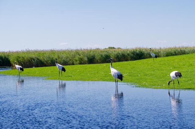 (260813) -- QIQIHAR, Aug. 13, 2026 (Xinhua) -- This photo taken on Aug. 13, 2026 shows red-crowned cranes at Zhalong National Nature Reserve in Qiqihar, northeast China's Heilongjiang Province. (Xinhua/Zhang Tao)