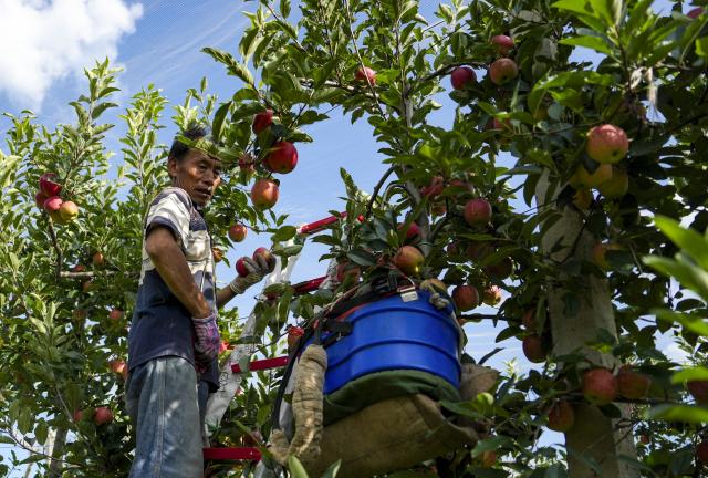 (260813) -- ZHAOTONG, Aug. 13, 2026 (Xinhua) -- Farmers pick apples at an apple planting and processing base in Zhaotong City, southwest China's Yunnan Province, Aug. 13, 2026. The early-season apples grown in Zhaotong hit the market in recent days, some 20 to 30 days earlier than common varieties. The city has an apple planting area of 850,000 mu (about 57,000 hectares), including 196,300 mu (about 13,090 hectares) dedicated to early-season varieties. (Xinhua/Chen Xinbo)