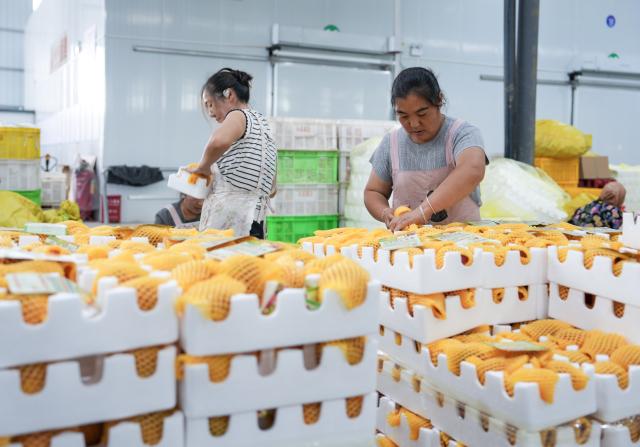 (260813) -- ZHAOTONG, Aug. 13, 2026 (Xinhua) -- Workers pack apples at a logistics company in Zhaotong City, southwest China's Yunnan Province, Aug. 13, 2026. The early-season apples grown in Zhaotong hit the market in recent days, some 20 to 30 days earlier than common varieties. The city has an apple planting area of 850,000 mu (about 57,000 hectares), including 196,300 mu (about 13,090 hectares) dedicated to early-season varieties. (Xinhua/Chen Xinbo)