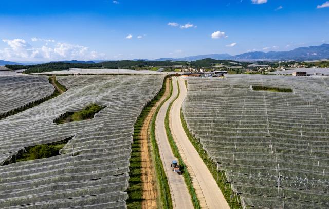 (260813) -- ZHAOTONG, Aug. 13, 2026 (Xinhua) -- An aerial drone taken on Aug. 13, 2026 shows a view of an apple planting and processing base in Zhaotong City, southwest China's Yunnan Province. The early-season apples grown in Zhaotong hit the market in recent days, some 20 to 30 days earlier than common varieties. The city has an apple planting area of 850,000 mu (about 57,000 hectares), including 196,300 mu (about 13,090 hectares) dedicated to early-season varieties. (Xinhua/Chen Xinbo)