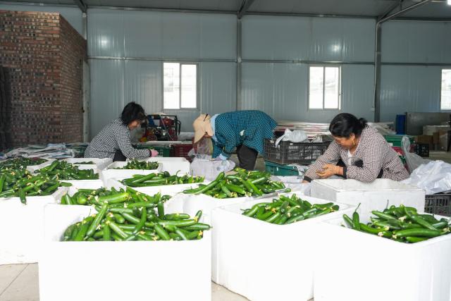 (260814) -- ABA, Aug. 14, 2026 (Xinhua) -- Farmers sort cucumbers at an agricultural base in Ma'erkang, Aba Tibetan and Qiang Autonomous Prefecture, southwest China's Sichuan Province, Aug. 12, 2026. In recent years, Aba Tibetan and Qiang Autonomous Prefecture has leveraged its rich plateau resources to promote the development of agriculture and tourism, injecting new impetus into rural revitalization here. (Xinhua/Wang Xi)