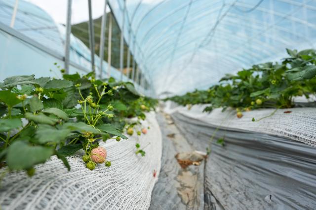 (260814) -- ABA, Aug. 14, 2026 (Xinhua) -- Strawberries are pictured at an agricultural base in Ma'erkang, Aba Tibetan and Qiang Autonomous Prefecture, southwest China's Sichuan Province, Aug. 12, 2026. In recent years, Aba Tibetan and Qiang Autonomous Prefecture has leveraged its rich plateau resources to promote the development of agriculture and tourism, injecting new impetus into rural revitalization here. (Xinhua/Wang Xi)