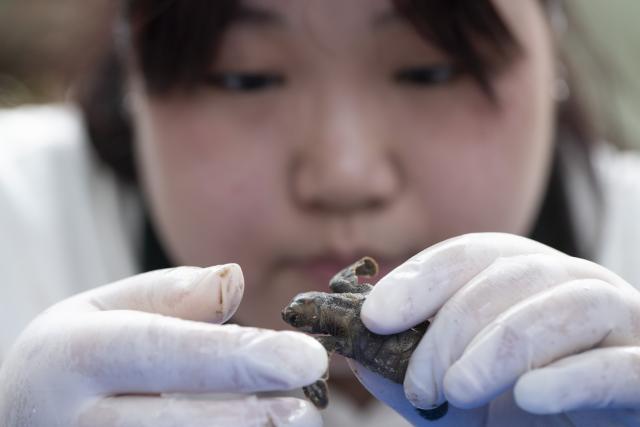 (260814) -- SINGAPORE, Aug. 14, 2026 (Xinhua) -- A staff member measures a sea turtle before releasing it on Small Sister's Island in Singapore, Aug. 14, 2026. Singapore's National Parks Board (NParks) launched a sea turtle conservation program in 2016 and has since implemented a range of conservation measures. (Xinhua/Then Chih Wey)