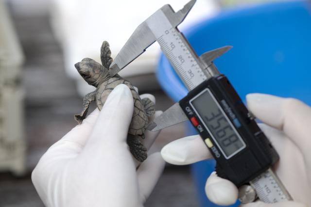(260814) -- SINGAPORE, Aug. 14, 2026 (Xinhua) -- A staff member measures a sea turtle before releasing it on Small Sister's Island in Singapore, Aug. 14, 2026. Singapore's National Parks Board (NParks) launched a sea turtle conservation program in 2016 and has since implemented a range of conservation measures. (Xinhua/Then Chih Wey)