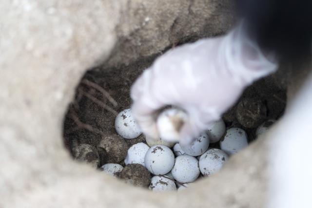 (260814) -- SINGAPORE, Aug. 14, 2026 (Xinhua) -- A staff member buries sea turtle eggs to hatch on Small Sister's Island in Singapore, Aug. 4, 2026. Singapore's National Parks Board (NParks) launched a sea turtle conservation program in 2016 and has since implemented a range of conservation measures. (Xinhua/Then Chih Wey)