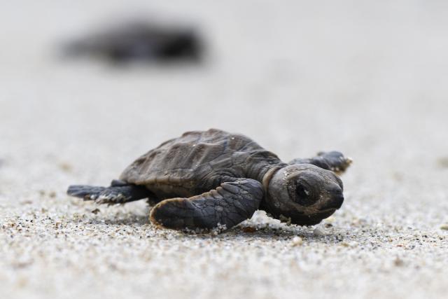 (260814) -- SINGAPORE, Aug. 14, 2026 (Xinhua) -- A sea turtle crawls toward the sea after being released on Small Sister's Island in Singapore, Aug. 14, 2026. Singapore's National Parks Board (NParks) launched a sea turtle conservation program in 2016 and has since implemented a range of conservation measures. (Xinhua/Then Chih Wey)