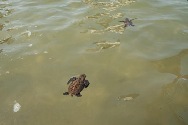 (260814) -- SINGAPORE, Aug. 14, 2026 (Xinhua) -- Sea turtles swim toward the sea after being released on Small Sister's Island in Singapore, Aug. 14, 2026. Singapore's National Parks Board (NParks) launched a sea turtle conservation program in 2016 and has since implemented a range of conservation measures. (Xinhua/Then Chih Wey)