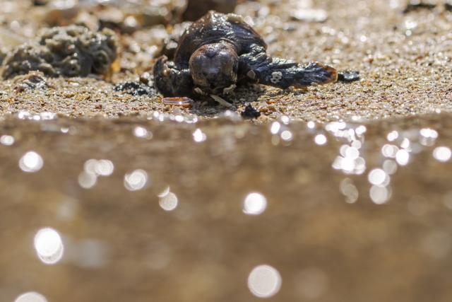 (260814) -- SINGAPORE, Aug. 14, 2026 (Xinhua) -- A sea turtle crawls toward the sea after being released on Small Sister's Island in Singapore, Aug. 14, 2026. Singapore's National Parks Board (NParks) launched a sea turtle conservation program in 2016 and has since implemented a range of conservation measures. (Xinhua/Then Chih Wey)