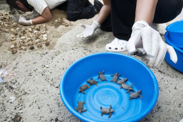 (260814) -- SINGAPORE, Aug. 14, 2026 (Xinhua) -- Staff members take sea turtles out of a nest on Small Sister's Island in Singapore, Aug. 14, 2026. Singapore's National Parks Board (NParks) launched a sea turtle conservation program in 2016 and has since implemented a range of conservation measures. (Xinhua/Then Chih Wey)
