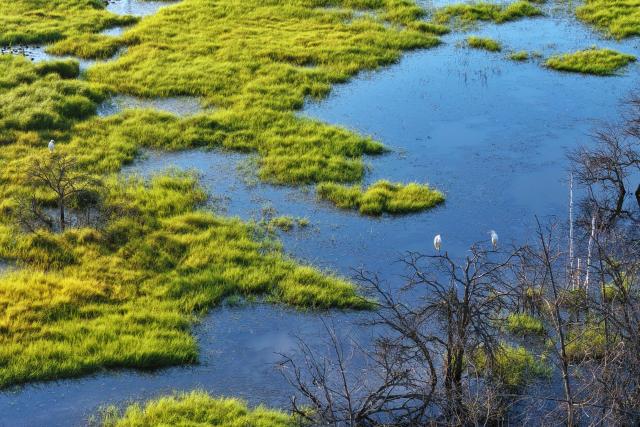 (260815) -- BEIJING, Aug. 15, 2026 (Xinhua) -- An aerial drone photo taken on Aug. 11, 2026 shows egrets in a wetland of Honghe National Nature Reserve in northeast China's Heilongjiang Province. In recent years, the number of migratory birds to Heilongjiang Province has rebounded thanks to sustained ecological efforts. (Photo by Liu Wanping/Xinhua)