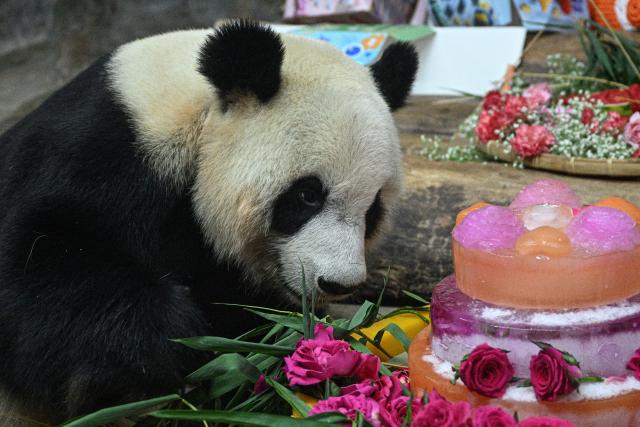 (260815) -- HAIKOU, Aug. 15, 2026 (Xinhua) -- Giant panda Gong Gong is pictured during a birthday celebration at Hainan Tropical Wildlife Park and Botanical Garden in Haikou, south China's Hainan Province, Aug. 15, 2026.
  Hainan Tropical Wildlife Park and Botanical Garden held a 13th birthday celebration for giant panda brothers Gong Gong and Shun Shun on Saturday. They were born in 2013 at the Bifengxia panda base in Ya'an, southwest China's Sichuan Province, and were transferred here in 2018. (Xinhua/Pu Xiaoxu)