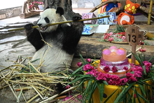 (260815) -- HAIKOU, Aug. 15, 2026 (Xinhua) -- Giant panda Gong Gong enjoys food at Hainan Tropical Wildlife Park and Botanical Garden in Haikou, south China's Hainan Province, Aug. 15, 2026.
  Hainan Tropical Wildlife Park and Botanical Garden held a 13th birthday celebration for giant panda brothers Gong Gong and Shun Shun on Saturday. They were born in 2013 at the Bifengxia panda base in Ya'an, southwest China's Sichuan Province, and were transferred here in 2018. (Xinhua/Pu Xiaoxu)
