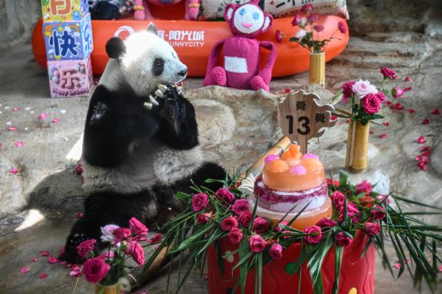 (260815) -- HAIKOU, Aug. 15, 2026 (Xinhua) -- Giant panda Shun Shun enjoys food at Hainan Tropical Wildlife Park and Botanical Garden in Haikou, south China's Hainan Province, Aug. 15, 2026.
  Hainan Tropical Wildlife Park and Botanical Garden held a 13th birthday celebration for giant panda brothers Gong Gong and Shun Shun on Saturday. They were born in 2013 at the Bifengxia panda base in Ya'an, southwest China's Sichuan Province, and were transferred here in 2018. (Xinhua/Pu Xiaoxu)