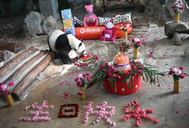 (260815) -- HAIKOU, Aug. 15, 2026 (Xinhua) -- Giant panda Shun Shun enjoys food at Hainan Tropical Wildlife Park and Botanical Garden in Haikou, south China's Hainan Province, Aug. 15, 2026.
  Hainan Tropical Wildlife Park and Botanical Garden held a 13th birthday celebration for giant panda brothers Gong Gong and Shun Shun on Saturday. They were born in 2013 at the Bifengxia panda base in Ya'an, southwest China's Sichuan Province, and were transferred here in 2018. (Xinhua/Pu Xiaoxu)