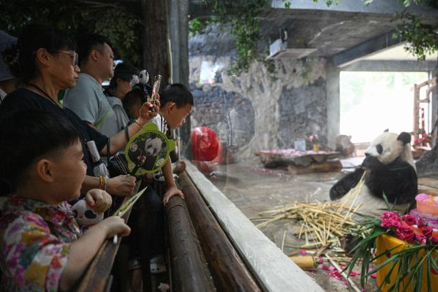 (260815) -- HAIKOU, Aug. 15, 2026 (Xinhua) -- Tourists watch giant panda Gong Gong enjoying food at Hainan Tropical Wildlife Park and Botanical Garden in Haikou, south China's Hainan Province, Aug. 15, 2026.
  Hainan Tropical Wildlife Park and Botanical Garden held a 13th birthday celebration for giant panda brothers Gong Gong and Shun Shun on Saturday. They were born in 2013 at the Bifengxia panda base in Ya'an, southwest China's Sichuan Province, and were transferred here in 2018. (Xinhua/Pu Xiaoxu)