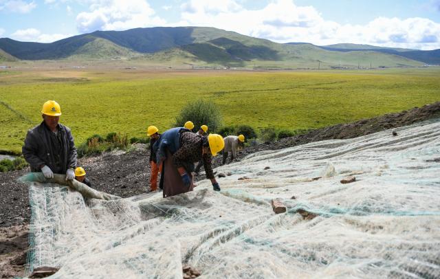 (260815) -- CHENGDU, Aug. 15, 2026 (Xinhua) -- This photo taken on Aug. 23, 2023 shows people working on an ecological restoration project at an abandoned mine area in Zoige County of Aba Tibetan-Qiang Autonomous Prefecture in southwest China's Sichuan Province. The Zoige Wetland is mostly located in Aba Tibetan-Qiang Autonomous Prefecture in southwest China's Sichuan Province. It is an important water source conservation area in the upper reaches of the Yellow River. In recent years, local authorities have carried out ecological restoration projects, including riverbank protection along the Yellow River, restoration of mining areas, grassland desertification control and wetland restoration. So far, a total area of 232,500 hectares has been restored. (Xinhua/Wang Xi)