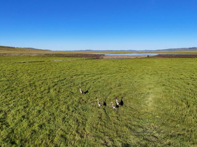 (260815) -- CHENGDU, Aug. 15, 2026 (Xinhua) -- An aerial drone photo taken on Aug. 13, 2026 shows black-necked cranes in Hongyuan County of Aba Tibetan-Qiang Autonomous Prefecture, southwest China's Sichuan Province. The Zoige Wetland is mostly located in Aba Tibetan-Qiang Autonomous Prefecture in southwest China's Sichuan Province. It is an important water source conservation area in the upper reaches of the Yellow River. In recent years, local authorities have carried out ecological restoration projects, including riverbank protection along the Yellow River, restoration of mining areas, grassland desertification control and wetland restoration. So far, a total area of 232,500 hectares has been restored. (Xinhua/Wang Xi)