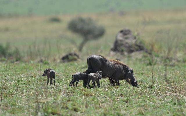 (260816) -- NAROK, Aug. 16, 2026 (Xinhua) -- A warthog nurses its piglets in the Maasai Mara National Reserve in Narok, Kenya, Aug. 13, 2026. The Great Wildebeest Migration is world-famous, but the Maasai Mara has more stories beyond the dramatic river crossings. Herds rest and gather strength. Plants grow and fade. All wildlife follows the rhythm of the savanna, sustaining this land's enduring life. (Xinhua/Liu Qiong)