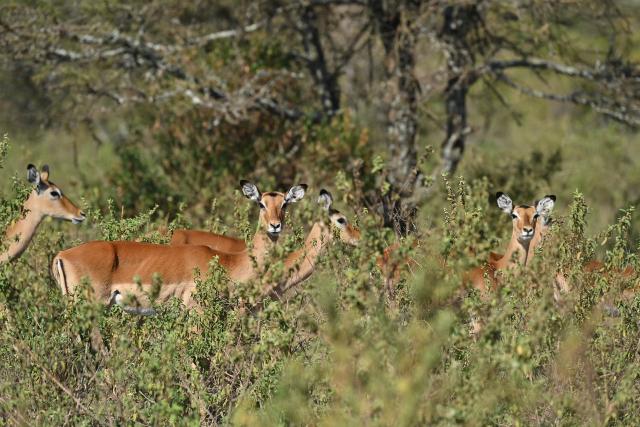 (260816) -- NAROK, Aug. 16, 2026 (Xinhua) -- Impalas hide in the bushes in the Maasai Mara National Reserve in Narok, Kenya, Aug. 12, 2026. The Great Wildebeest Migration is world-famous, but the Maasai Mara has more stories beyond the dramatic river crossings. Herds rest and gather strength. Plants grow and fade. All wildlife follows the rhythm of the savanna, sustaining this land's enduring life. (Xinhua/Liu Qiong)
