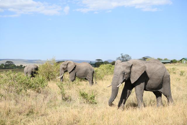 (260816) -- NAROK, Aug. 16, 2026 (Xinhua) -- Elephants wander on the savanna in the Maasai Mara National Reserve in Narok, Kenya, Aug. 13, 2026. The Great Wildebeest Migration is world-famous, but the Maasai Mara has more stories beyond the dramatic river crossings. Herds rest and gather strength. Plants grow and fade. All wildlife follows the rhythm of the savanna, sustaining this land's enduring life. (Xinhua/Liu Qiong)