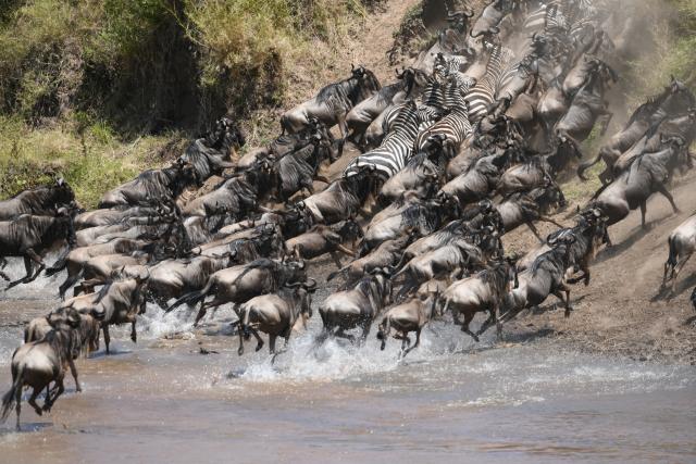 (260816) -- NAROK, Aug. 16, 2026 (Xinhua) -- Wildebeests and zebras cross the Mara River in the Maasai Mara National Reserve in Narok, Kenya, Aug. 14, 2026. The Great Wildebeest Migration is world-famous, but the Maasai Mara has more stories beyond the dramatic river crossings. Herds rest and gather strength. Plants grow and fade. All wildlife follows the rhythm of the savanna, sustaining this land's enduring life. (Xinhua/Liu Qiong)