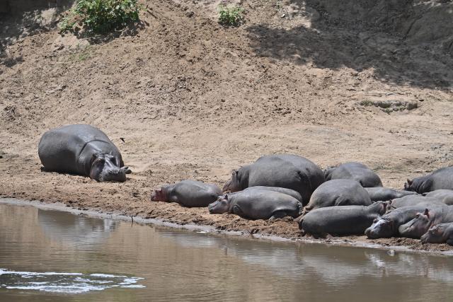 (260816) -- NAROK, Aug. 16, 2026 (Xinhua) -- Hippos sleep along the Mara River in the Maasai Mara National Reserve in Narok, Kenya, Aug. 13, 2026. The Great Wildebeest Migration is world-famous, but the Maasai Mara has more stories beyond the dramatic river crossings. Herds rest and gather strength. Plants grow and fade. All wildlife follows the rhythm of the savanna, sustaining this land's enduring life. (Xinhua/Liu Qiong)
