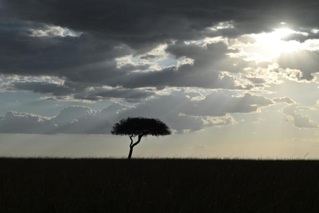 (260816) -- NAROK, Aug. 16, 2026 (Xinhua) -- An acacia tree stands beneath glowing clouds in the Maasai Mara National Reserve in Narok, Kenya, Aug. 11, 2026. The Great Wildebeest Migration is world-famous, but the Maasai Mara has more stories beyond the dramatic river crossings. Herds rest and gather strength. Plants grow and fade. All wildlife follows the rhythm of the savanna, sustaining this land's enduring life. (Xinhua/Liu Qiong)
