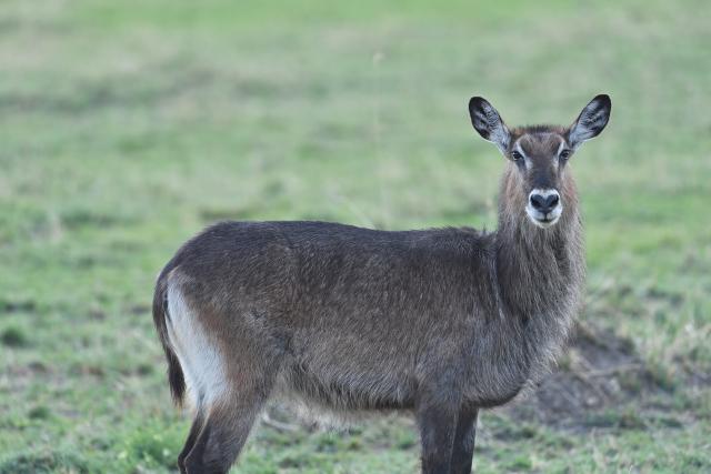 (260816) -- NAROK, Aug. 16, 2026 (Xinhua) -- A waterbuck pauses and looks around in the Maasai Mara National Reserve in Narok, Kenya, Aug. 13, 2026. The Great Wildebeest Migration is world-famous, but the Maasai Mara has more stories beyond the dramatic river crossings. Herds rest and gather strength. Plants grow and fade. All wildlife follows the rhythm of the savanna, sustaining this land's enduring life. (Xinhua/Liu Qiong)