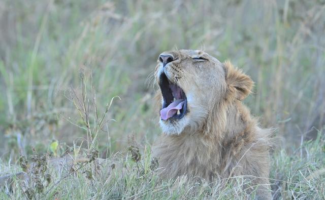 (260816) -- NAROK, Aug. 16, 2026 (Xinhua) -- A male lion yawns in the Maasai Mara National Reserve in Narok, Kenya, Aug. 13, 2026. The Great Wildebeest Migration is world-famous, but the Maasai Mara has more stories beyond the dramatic river crossings. Herds rest and gather strength. Plants grow and fade. All wildlife follows the rhythm of the savanna, sustaining this land's enduring life. (Xinhua/Liu Qiong)