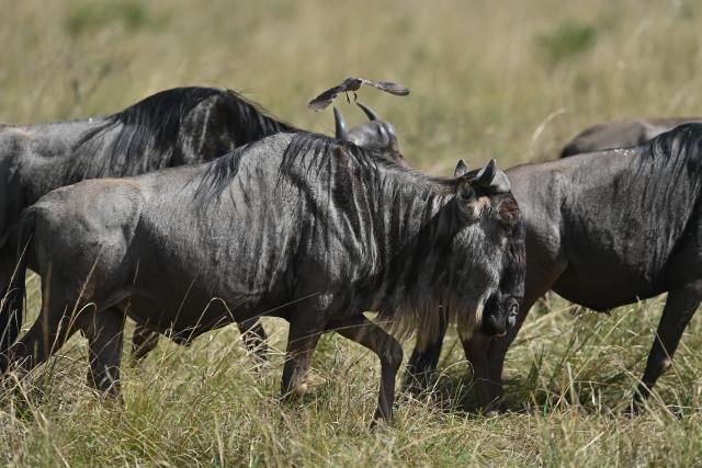 (260816) -- NAROK, Aug. 16, 2026 (Xinhua) -- Wildebeests walk across the grassland in the Maasai Mara National Reserve in Narok, Kenya, Aug. 13, 2026. The Great Wildebeest Migration is world-famous, but the Maasai Mara has more stories beyond the dramatic river crossings. Herds rest and gather strength. Plants grow and fade. All wildlife follows the rhythm of the savanna, sustaining this land's enduring life. (Xinhua/Liu Qiong)