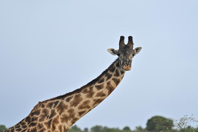 (260816) -- NAROK, Aug. 16, 2026 (Xinhua) -- A giraffe pauses and looks around in the Maasai Mara National Reserve in Narok, Kenya, Aug. 11, 2026. The Great Wildebeest Migration is world-famous, but the Maasai Mara has more stories beyond the dramatic river crossings. Herds rest and gather strength. Plants grow and fade. All wildlife follows the rhythm of the savanna, sustaining this land's enduring life. (Xinhua/Liu Qiong)