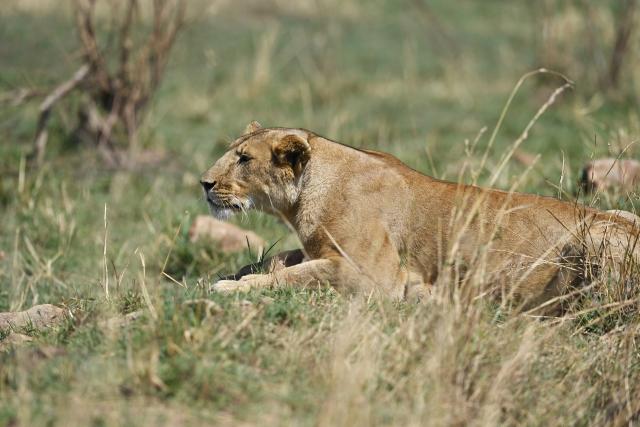 (260816) -- NAROK, Aug. 16, 2026 (Xinhua) -- A female lion looks up amid the grass in the Maasai Mara National Reserve in Narok, Kenya, Aug. 13, 2026. The Great Wildebeest Migration is world-famous, but the Maasai Mara has more stories beyond the dramatic river crossings. Herds rest and gather strength. Plants grow and fade. All wildlife follows the rhythm of the savanna, sustaining this land's enduring life. (Xinhua/Liu Qiong)