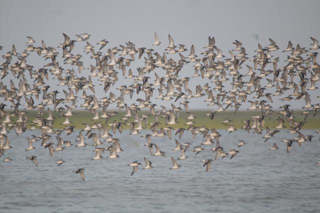 (260816) -- BEIJING, Aug. 16, 2026 (Xinhua) -- This photo taken in January 2026 shows a flock of birds over the gulf of Mottama, Myanmar. TO GO WITH XINHUA HEADLINES ON AUGUST 16, 2026. (Xinhua)