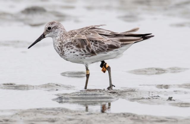 (260816) -- BEIJING, Aug. 16, 2026 (Xinhua) -- This photo taken in January 2019 shows a single bird with a tiny leg tag numbered "U72" in the Sibugay Wetland Nature Reserve in the Philippines. TO GO WITH XINHUA HEADLINES ON AUGUST 16, 2026. (Sibugay Wetland Nature Reserve/Handout via Xinhua)