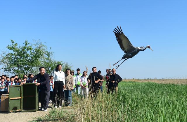 (260816) -- BEIJING, Aug. 16, 2026 (Xinhua) -- A rehabilitated white-naped crane, a first-class protected species in China, takes off in the Nandagang wetland in Cangzhou, north China's Hebei Province, April 29, 2026. TO GO WITH XINHUA HEADLINES ON AUGUST 16, 2026. (Photo by Fu Xinchun/Xinhua)