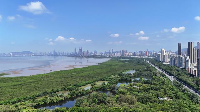(260816) -- BEIJING, Aug. 16, 2026 (Xinhua) -- An aerial drone photo taken on July 23, 2026 shows the Futian mangrove wetland in Shenzhen, south China's Guangdong Province. TO GO WITH XINHUA HEADLINES ON AUGUST 16, 2026. (Xinhua/Liang Xu)