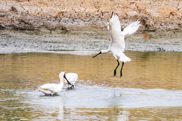 (260816) -- BEIJING, Aug. 16, 2026 (Xinhua) -- Black-faced spoonbills are pictured at Mai Po Nature Reserve in Hong Kong, south China, Feb. 8, 2026. TO GO WITH XINHUA HEADLINES ON AUGUST 16, 2026. (Xinhua/Zhu Wei)