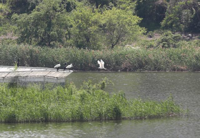 (260816) -- BEIJING, Aug. 16, 2026 (Xinhua) -- Black-faced spoonbills are pictured within a protected area in Incheon, South Korea, May 18, 2026. TO GO WITH XINHUA HEADLINES ON AUGUST 16, 2026. (Xinhua/Yao Qilin)