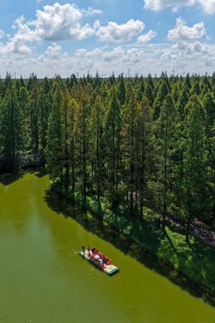 (260816) -- NANJING, Aug. 16, 2026 (Xinhua) -- A drone photo taken on Aug. 16, 2026 shows a view of the Dongtai Huanghai Forest Park in Dongtai of Yancheng, east China's Jiangsu Province. (Xinhua/Li Bo)