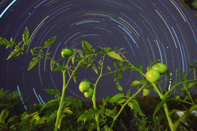 (260817) -- HARBIN, Aug. 17, 2026 (Xinhua) -- This stack composite photo taken on Aug. 10, 2026 shows tomatoes under starry sky in Mudanjiang City, northeast China's Heilongjiang Province. (Photo by Zeng Dong/Xinhua)