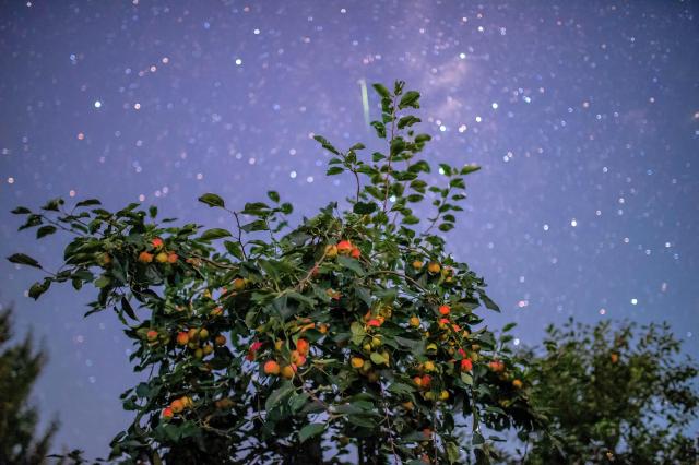 (260817) -- HARBIN, Aug. 17, 2026 (Xinhua) -- This photo taken on Aug. 14, 2026 shows crabapples under starry sky in Qiqhar City, northeast China's Heilongjiang Province. (Photo by Wang Yonggang/Xinhua)