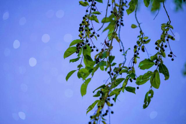 (260817) -- HARBIN, Aug. 17, 2026 (Xinhua) -- This photo taken on Aug. 7, 2026 shows bird cherries under starry sky in Yichun City, northeast China's Heilongjiang Province. (Photo by Li Jiaxing/Xinhua)