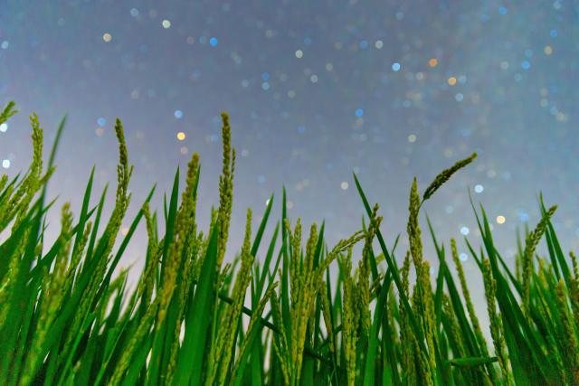 (260817) -- HARBIN, Aug. 17, 2026 (Xinhua) -- This photo taken on Aug. 7, 2026 shows paddy rice under starry sky in Tangyuan County of Jiamusi City, northeast China's Heilongjiang Province. (Photo by Zhu Zongqiang/Xinhua)