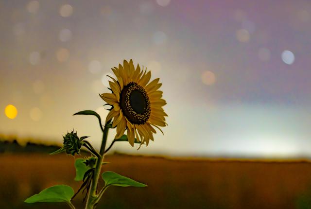 (260817) -- HARBIN, Aug. 17, 2026 (Xinhua) -- This photo taken on Aug. 7, 2026 shows a sunflower under starry sky at a farming company under Beidahuang Group in northeast China's Heilongjiang Province. (Photo by Qian Boyu/Xinhua)