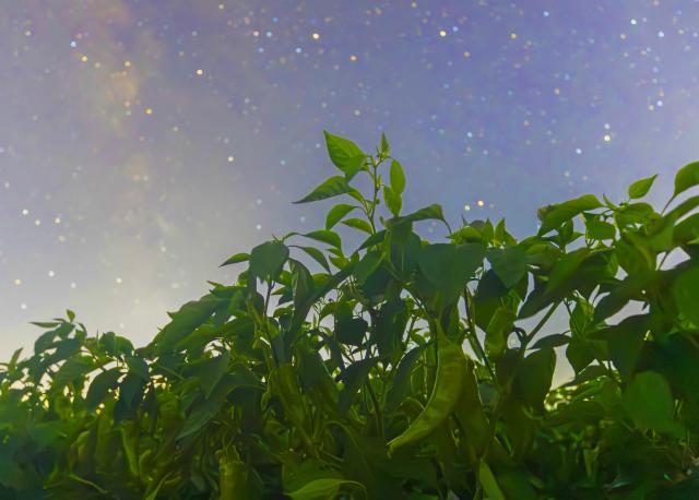 (260817) -- HARBIN, Aug. 17, 2026 (Xinhua) -- This photo taken on Aug. 7, 2026 shows chilly peppers under starry sky in Shuangyashan City, northeast China's Heilongjiang Province. (Photo by Han Yang/Xinhua)