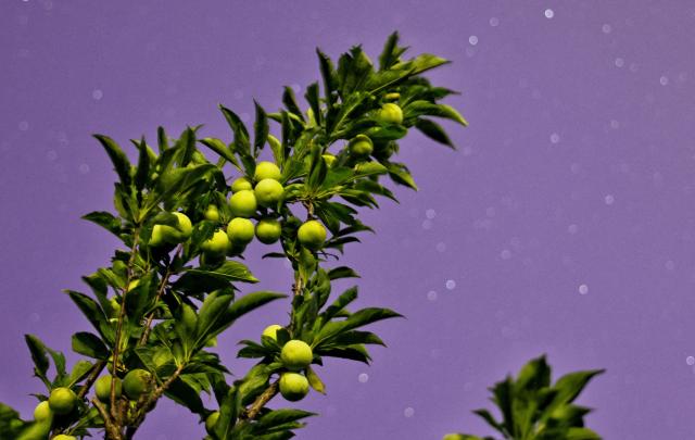 (260817) -- HARBIN, Aug. 17, 2026 (Xinhua) -- This photo taken on Aug. 8, 2026 shows plums under starry sky in Tongjiang City, northeast China's Heilongjiang Province. (Photo by Liu Wanping/Xinhua)