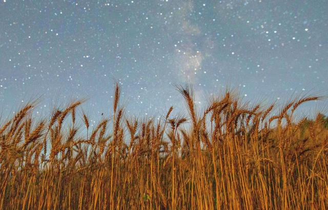 (260817) -- HARBIN, Aug. 17, 2026 (Xinhua) -- This photo taken on Aug. 7, 2026 shows wheat under starry sky in Jiamusi City, northeast China's Heilongjiang Province. (Photo by Chen Zhiguo/Xinhua)