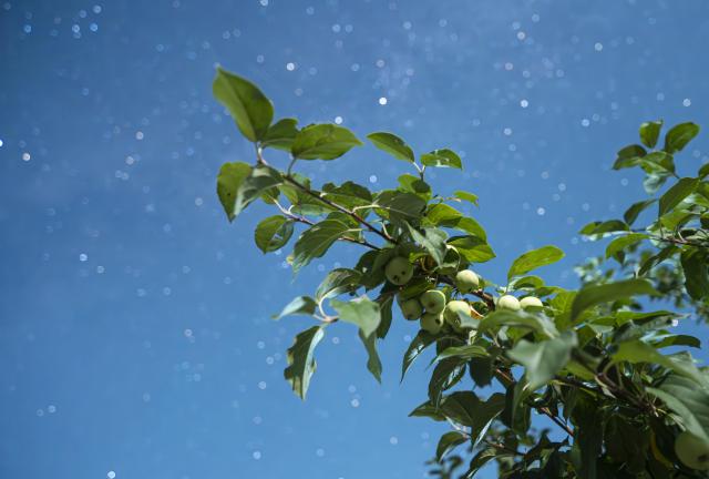 (260817) -- HARBIN, Aug. 17, 2026 (Xinhua) -- This photo taken on Aug. 6, 2026 shows fruits under starry sky in Tongjiang City, northeast China's Heilongjiang Province. (Photo by Li Wenbin/Xinhua)
