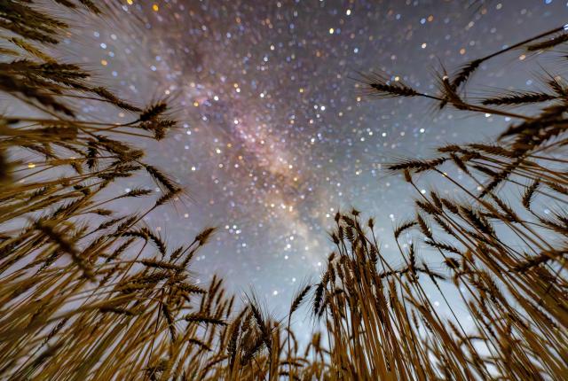 (260817) -- HARBIN, Aug. 17, 2026 (Xinhua) -- This photo taken on Aug. 7, 2026 shows wheat under starry sky at a farming company under Beidahuang Group in northeast China's Heilongjiang Province. (Photo by Qian Boyu/Xinhua)